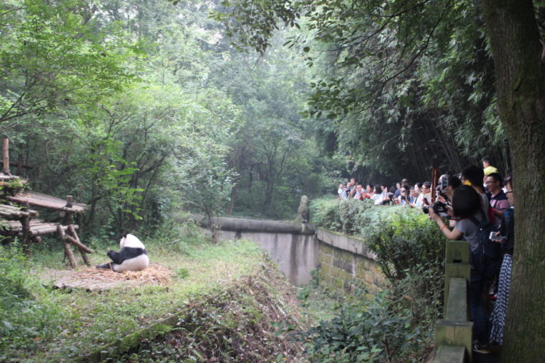 Chengdu-Giant-Panda - IMG_9859.jpg