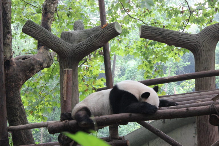 Chengdu-Giant-Panda - IMG_9870.jpg