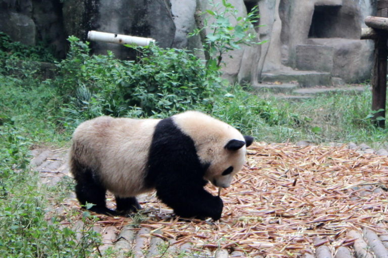 Chengdu-Giant-Panda - IMG_9878.jpg