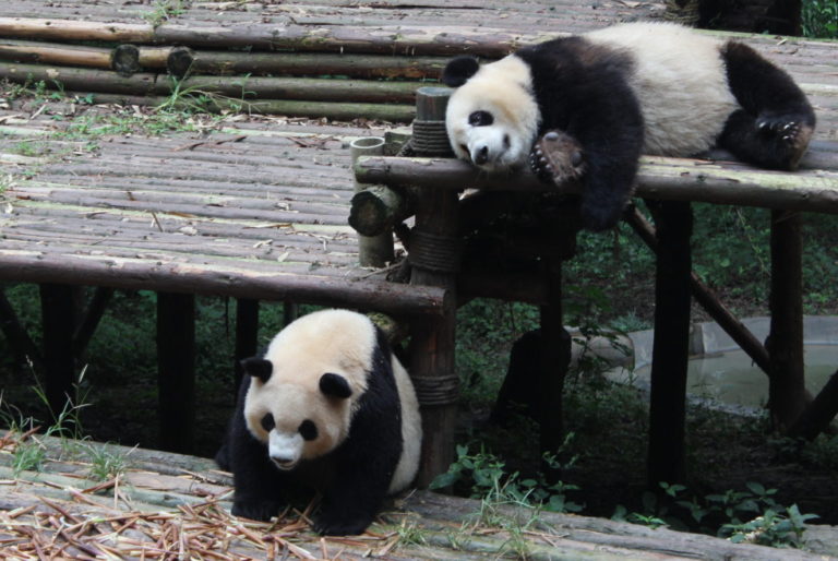 Chengdu-Giant-Panda - IMG_9902.jpg