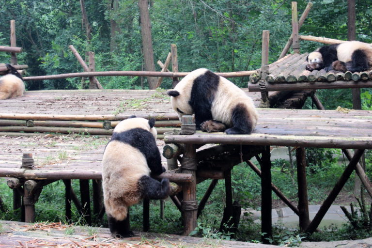 Chengdu-Giant-Panda - IMG_9915.jpg