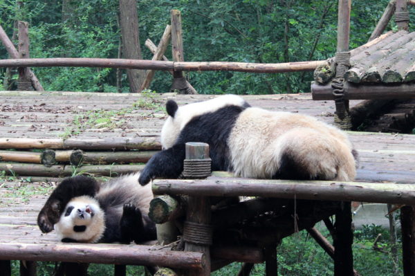 Chengdu-Giant-Panda - IMG_9923.jpg