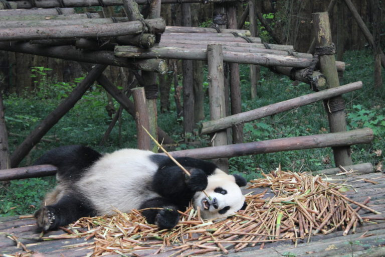 Chengdu-Giant-Panda - IMG_9942.jpg