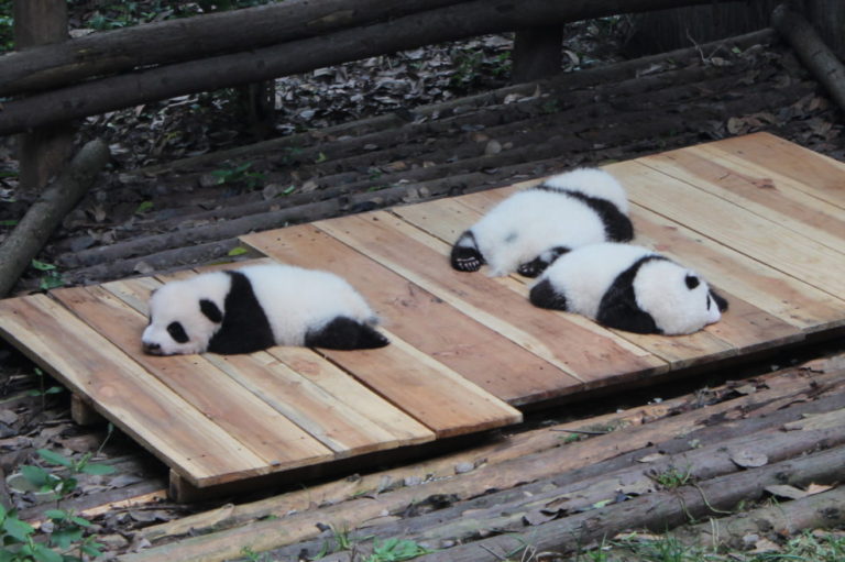 Chengdu-Giant-Panda - IMG_9963.jpg
