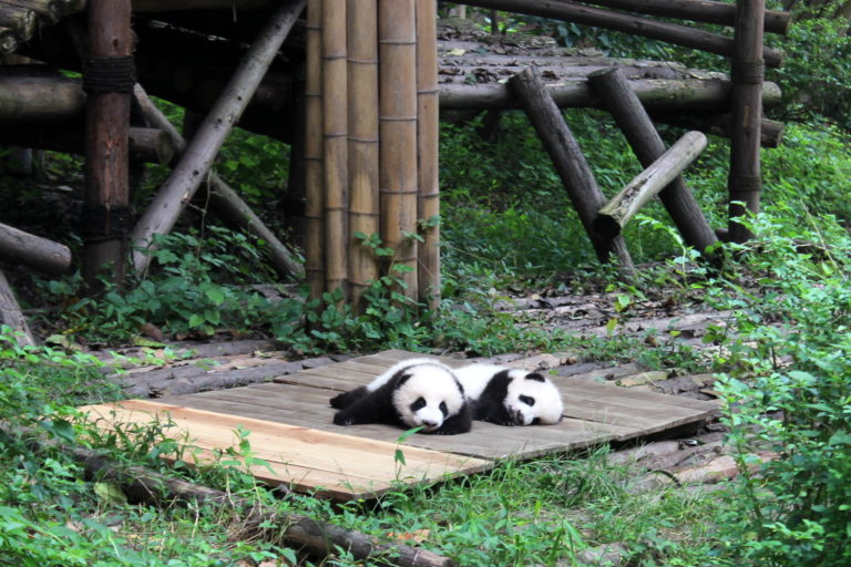 Chengdu-Giant-Panda - IMG_9976.jpg