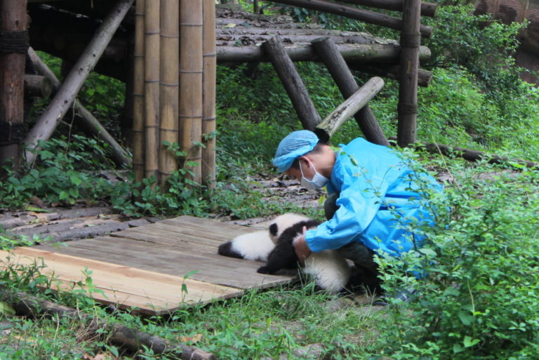 Chengdu-Giant-Panda - IMG_9987.jpg