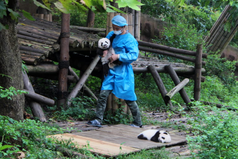 Chengdu-Giant-Panda - IMG_9989.jpg