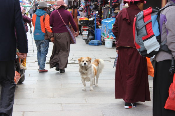Tibet - IMG_9234.jpg