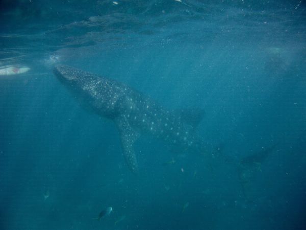 Cebu_Oslob_Whale_Shark - PICT0001-1.jpg