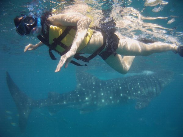 Cebu_Oslob_Whale_Shark - PICT0005-1.jpg