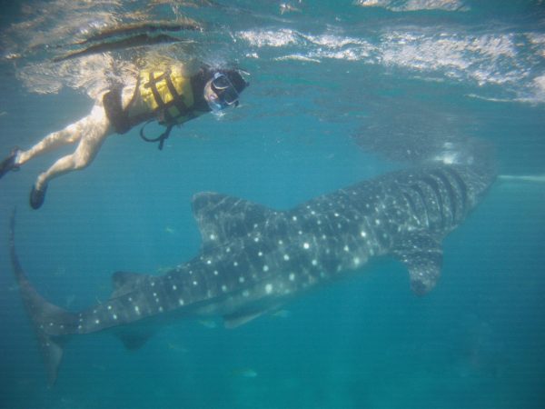 Cebu_Oslob_Whale_Shark - PICT0028-1.jpg