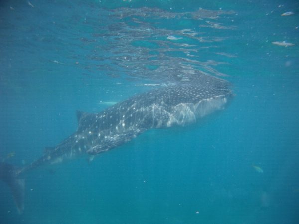 Cebu_Oslob_Whale_Shark - PICT0052-1.jpg