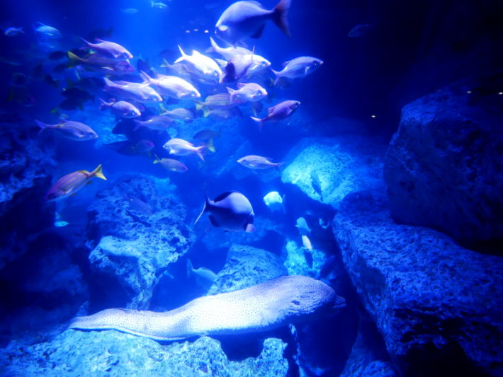 Sumida-Aquarium - P1170918