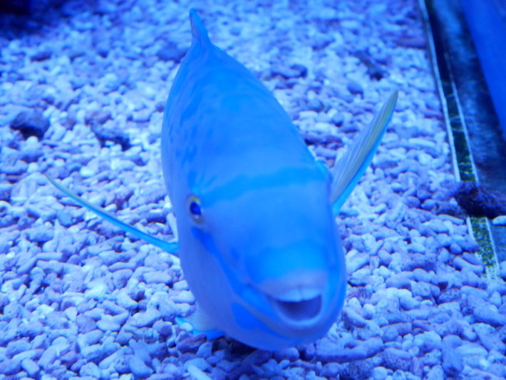 Sumida-Aquarium - P1170999
